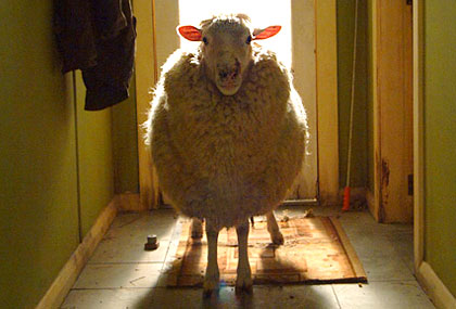 Black Sheep